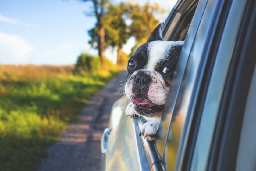 Buitenlandse reizen met hond