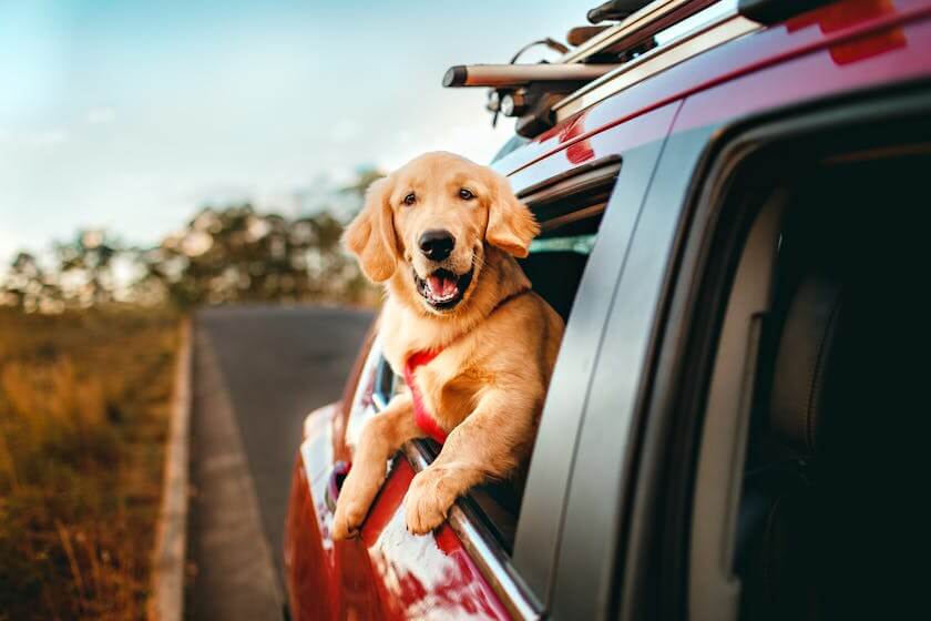 Hond hangt uit raam auto